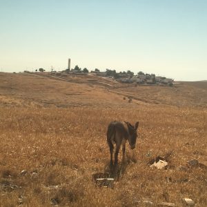 BEDOUIN REALITY TOUR PALESTINE ISRAEL