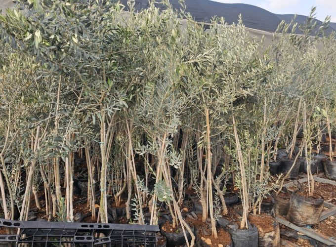 Cultural and political tours to Israel & Palestine