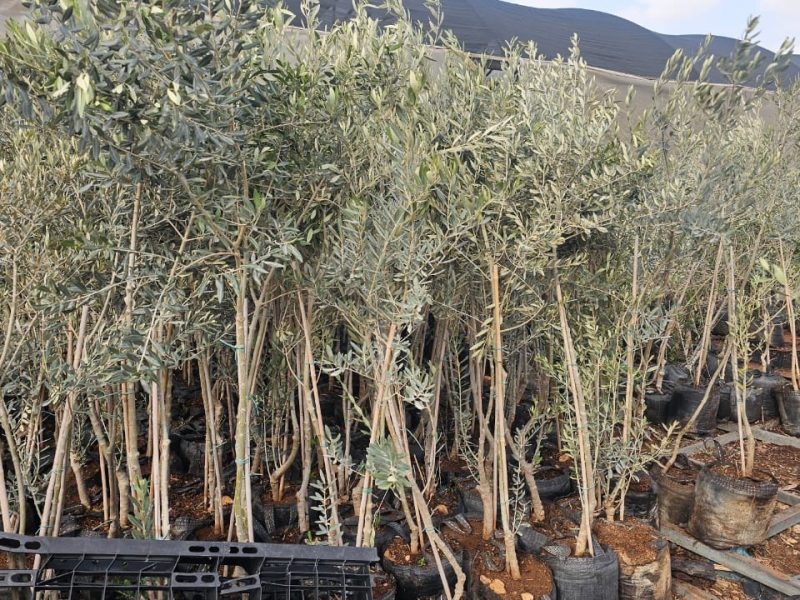 Cultural and political tours to Israel & Palestine