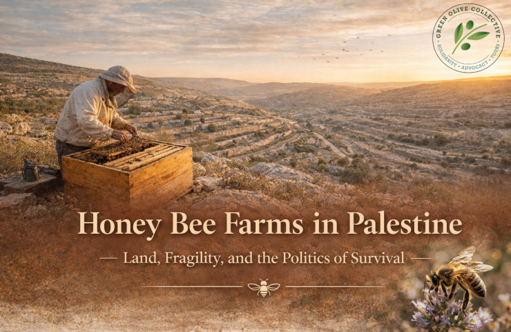 Cultural and political tours to Israel & Palestine